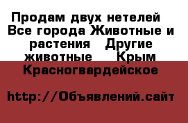 Продам двух нетелей - Все города Животные и растения » Другие животные   . Крым,Красногвардейское